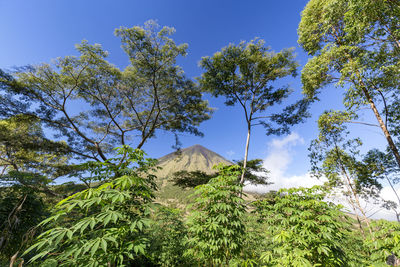 Low angle view of trees against sky