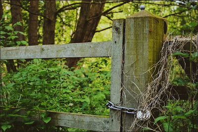 Plants growing on tree stump