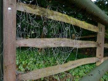 Close-up of wet spider web