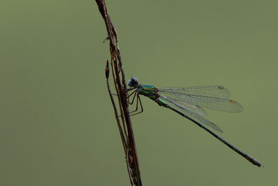 Close-up of damselfly on leaf