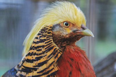 Close-up of a bird looking away