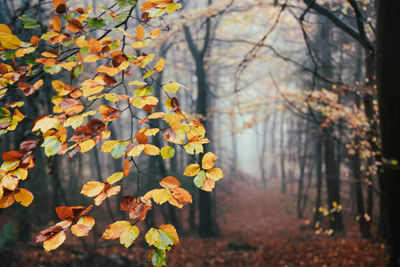 Yellow maple leaves on tree branch