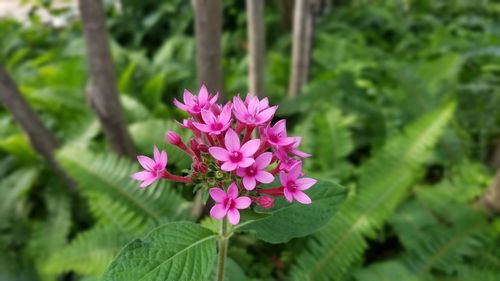 Close-up of pink flowering plant