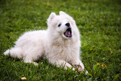 View of a dog on field