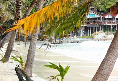 Palm trees on beach