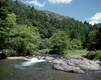 River flowing through forest