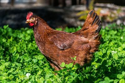 Close-up of a bird on field