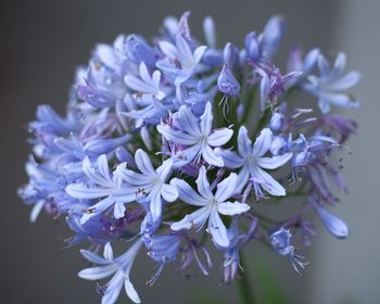 Close-up of purple flowering plant