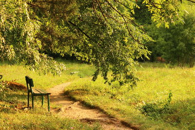 Trees on grass