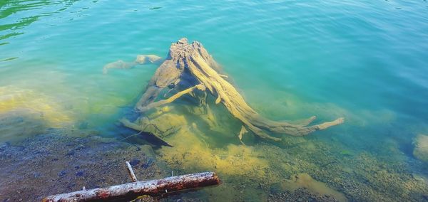 High angle view of stump in lake