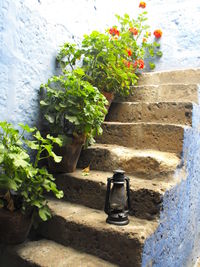 Close-up of potted plant