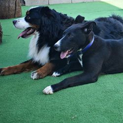 Black dog lying on grass