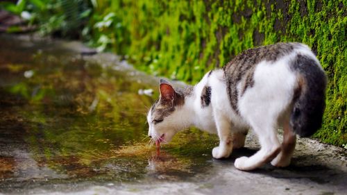 Side view of a cat drinking water