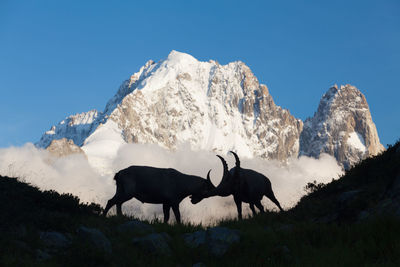 Horses on snow covered mountain against sky