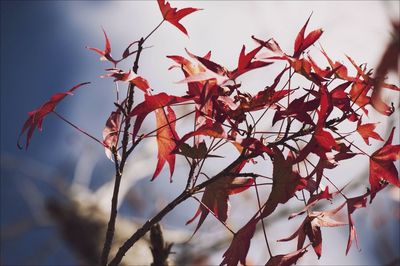 Close-up of leaves on branch