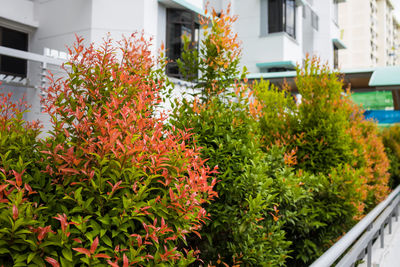 Flowering plants by window of building