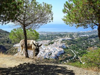 A mule on a hilltop in spain, with a village in the background