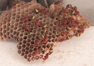 Close-up of bee on the wall