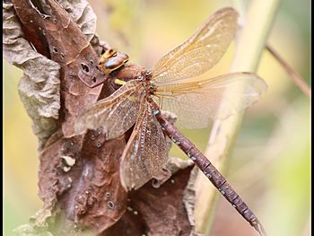 Close-up of dragonfly on plant