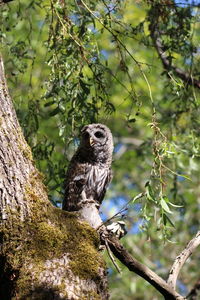 Low angle view of owl perching on tree