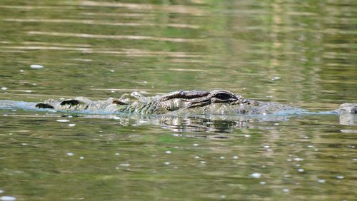 Close-up of duck swimming in water