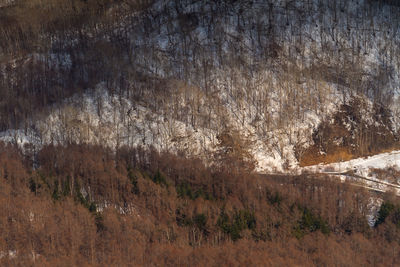 View of trees in forest