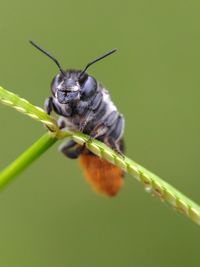 Close-up of insect on plant