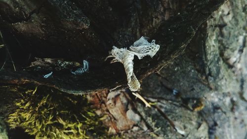 Close-up of lizard on tree trunk