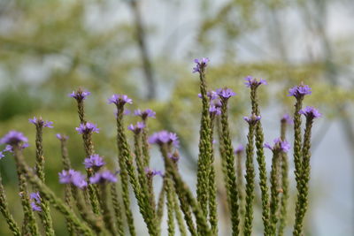 Close-up of purple flowers