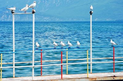 Seagulls perching on a sea