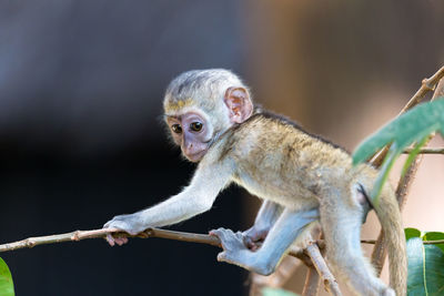 Monkey sitting on branch
