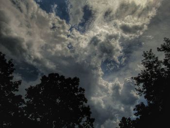 Low angle view of trees against sky