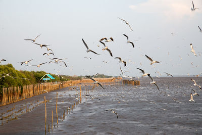 Flock of birds flying over beach