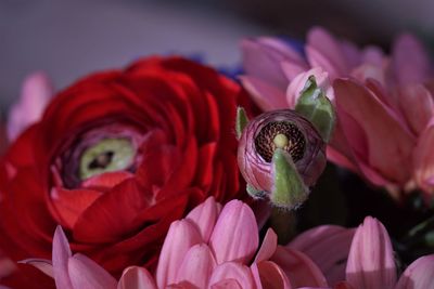 Close-up of red roses