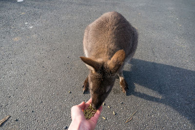 High angle view of human hand feeding kangaroo outdoors