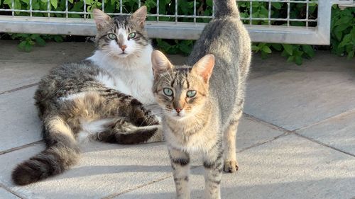 Portrait of cats sitting