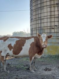 Cow standing in a field