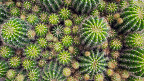 Full frame shot of succulent plant on field