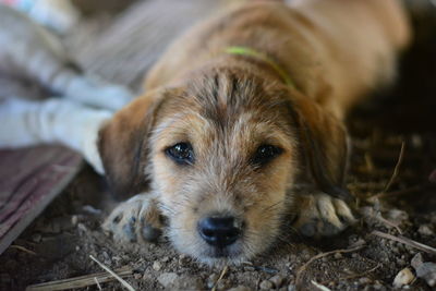 Close-up portrait of dog lying down