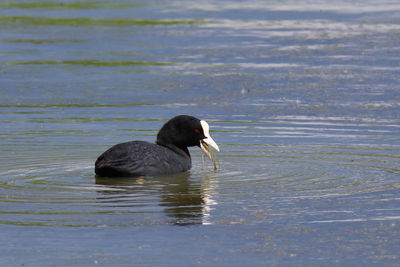 Duck swimming in lake