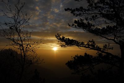 Silhouette of trees at sunset