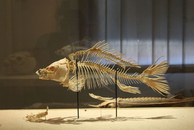 Side view of fish in aquarium