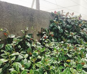 High angle view of potted plants in yard