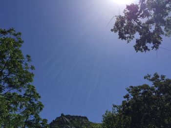 Low angle view of trees against clear sky