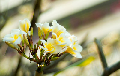 Close-up of frangipanis blooming on branch