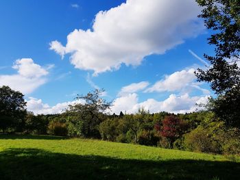 Trees on grass against sky