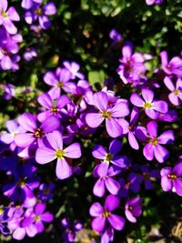 Close-up of purple flowers