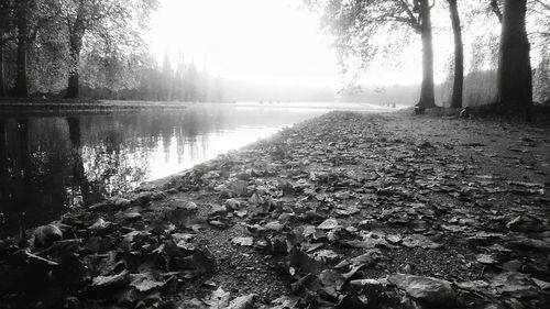 Reflection of trees in river