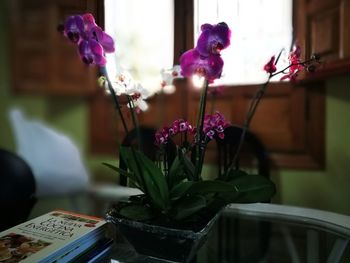 Close-up of flowers in vase at home