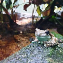 Close-up of frog on rock